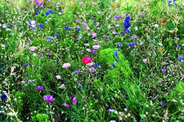 Logo trade promotional items image of: Flowers mix seeds in envelope