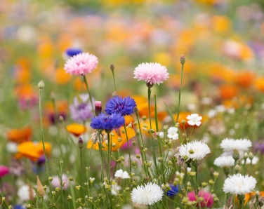 Logo trade promotional giveaway photo of: A4 wildflower seed paper sheet