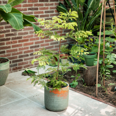 Logo trade firmakingituse pilt: Treemore'i kirjakastipuud hiiglaslik sekvoia